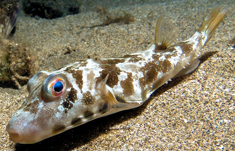 Sphoeroides marmoratus_003.jpg